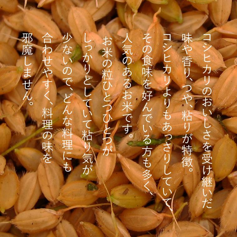 こしいぶき 新潟県産 （ 令和7年産 ） 10kg （5kg×2袋） 【 送料無料