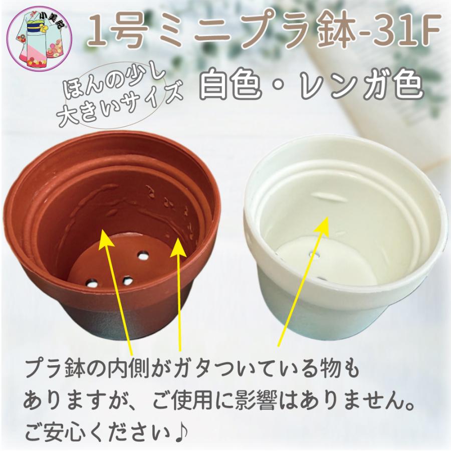 1号 1寸 ミニプラ鉢 プラ鉢 植木鉢 多肉植物 葉挿し 盆栽 寄せ植え