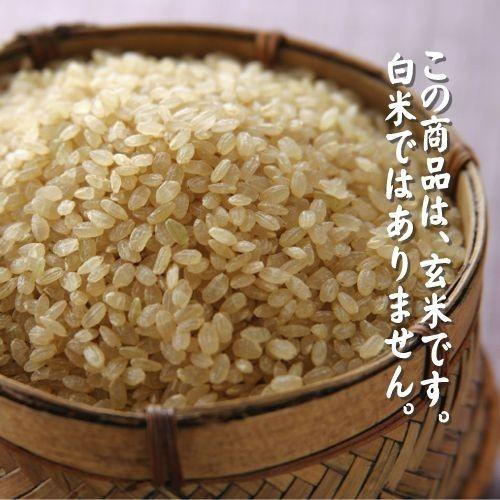 【玄米】 福島県産 検査済一等米 天のつぶ 30kg （未開封・未調整） 令和7年産_2