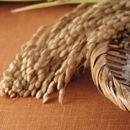 玄米】 福島県田村産ひとめぼれ20kg (5kg×4袋) 令和7年産 石抜き処理済