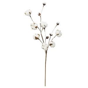 エレガントコットン 花材 すべての美しい花の画像