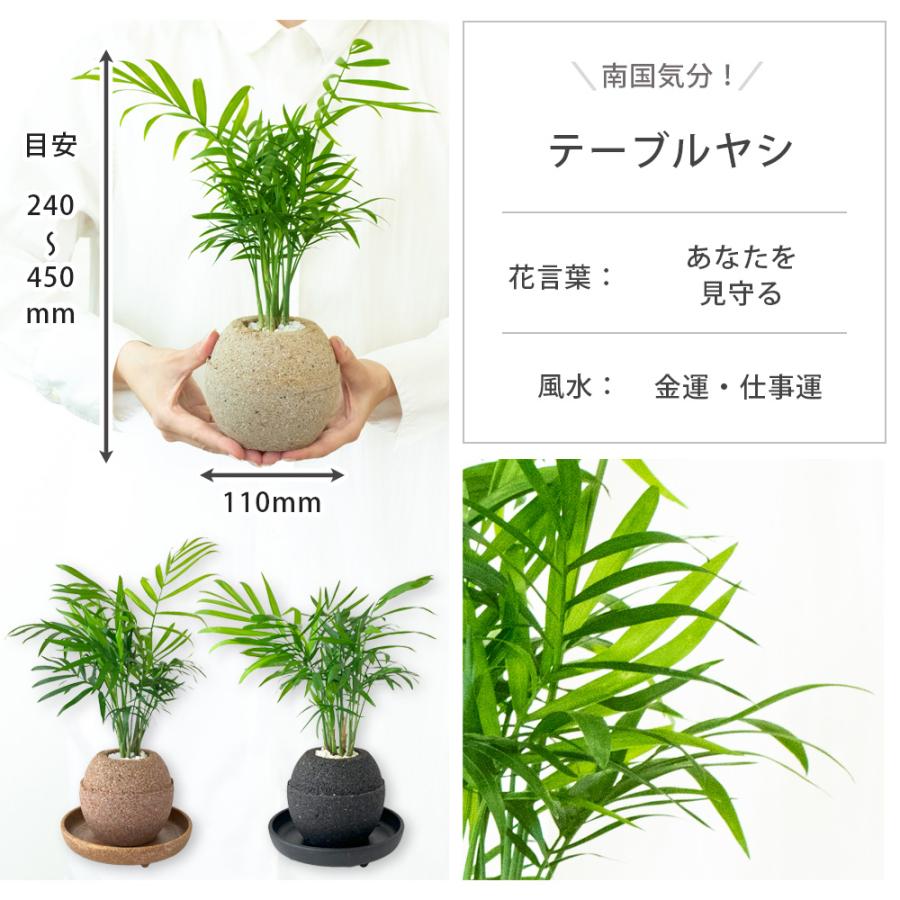 観葉植物 パキラ ガジュマル コーヒーの木 サンスベリア