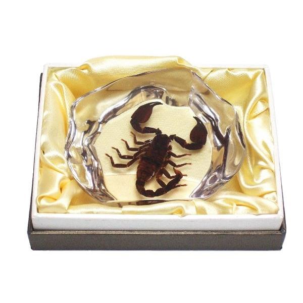 タランチュラとサソリ 樹脂標本 置物 タランチュラとサソリ 樹脂標本 置物