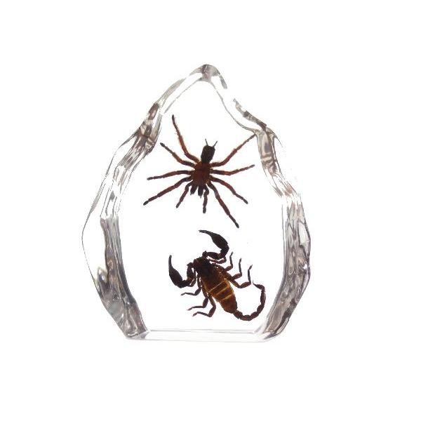 昆虫樹脂標本 タランチュラvsサソリ Vf0010 昆虫標本 Com 通販 Yahoo ショッピング