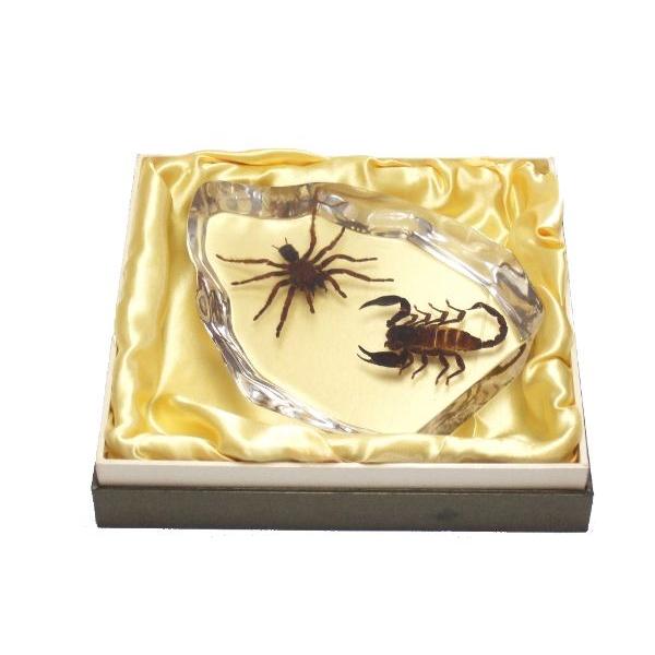 昆虫樹脂標本 タランチュラvsサソリ Vf0010 昆虫標本 Com 通販 Yahoo ショッピング
