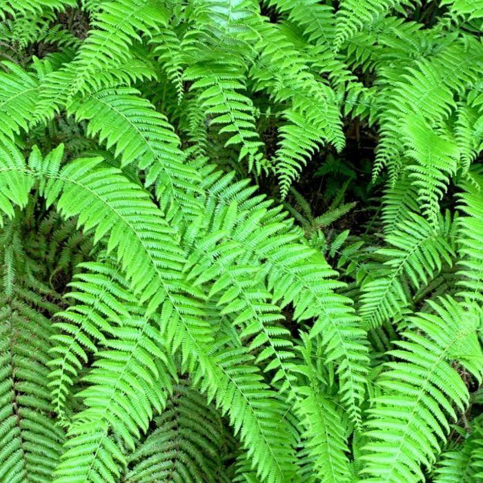 ウラジロ10枚（10cm以上）予約販売 : コニシ農園本店 - 通販 - Yahoo