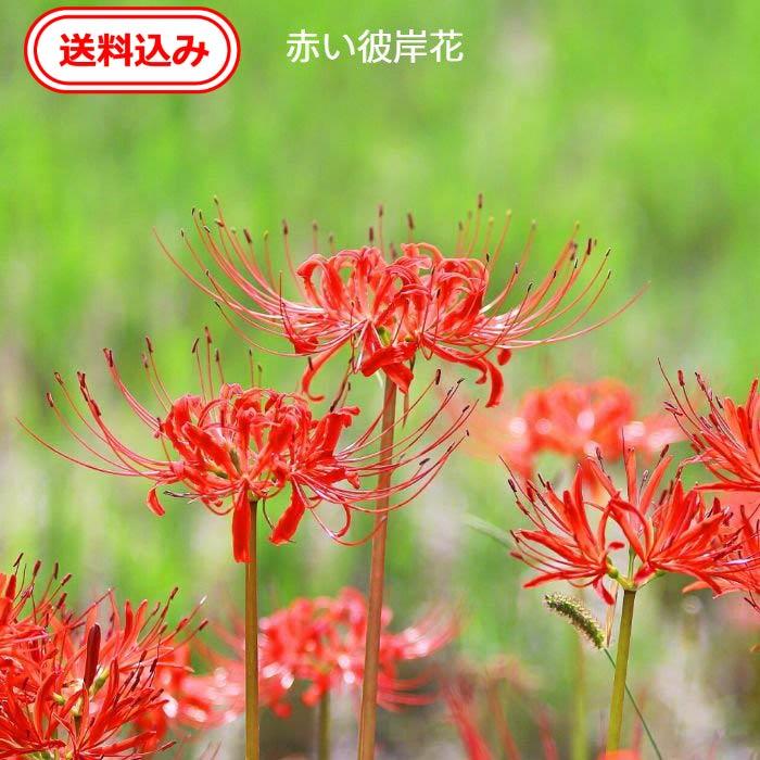 小さな彼岸花球根 10球 徳島産 寄せ植え プランター : コニシ農園本店