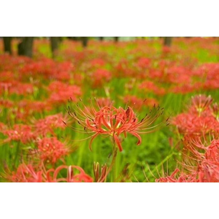 鉢植えやプランターで 秋に彼岸花の赤い花の球根はどうですか ギガランキングｊｐ