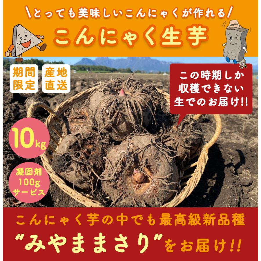 ランキング1位獲得！ 2023年 秋収穫｜期間限定 こんにゃく芋 群馬県産 みやままさり 生芋こんにゃく こんにゃくパーク 産地直送 10kg 凝固剤100gサービス｜konnyakupark｜04