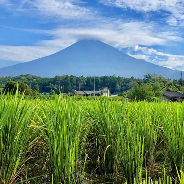マコモ葉ポプリ 詰め替えタイプ200g : 木の花ファミリーネット