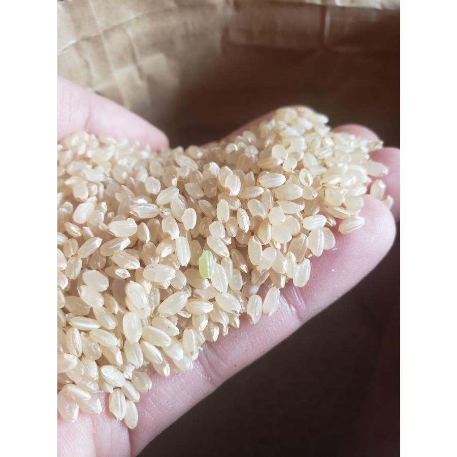 つがるロマン 玄米 青森県産 特別栽培米 有機質肥料100％ 5kg× 2 玄米 