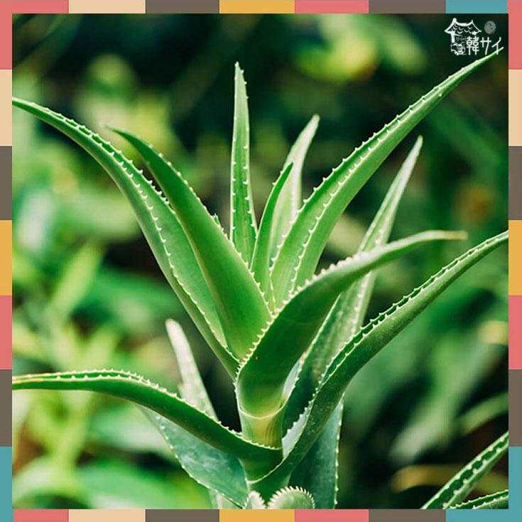 ウンジン アロエ ドリンク 「Dr.Aloe」240ml ☆韓国ドリンク/清涼飲料