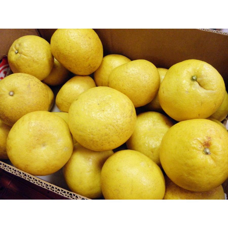 土佐文旦 家庭用 小玉 （10kg） : 是沢青果 ヤフー店 - 通販 - Yahoo