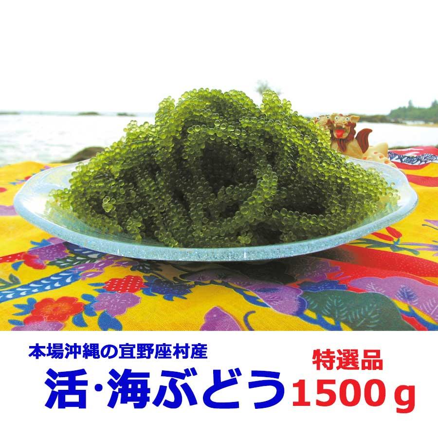 海ぶどう 沖縄 1.5kg 特選品 活海ぶどう 宜野座村産 : こうりょう 