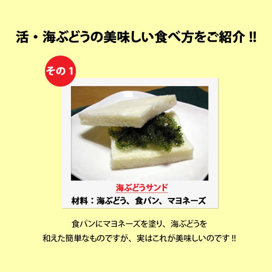 海ぶどう 沖縄 3kg 特選品 活海ぶどう 宜野座村産 : こうりょう