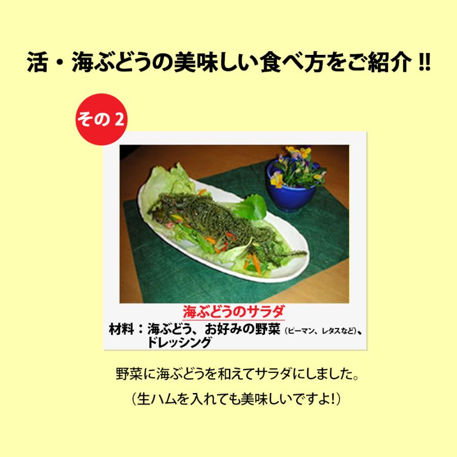 海ぶどう 沖縄 3kg 特選品 活海ぶどう 宜野座村産 : こうりょう