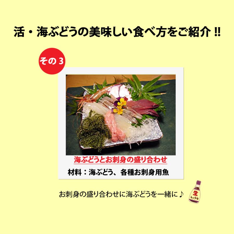 海ぶどう 沖縄 3kg 特選品 活海ぶどう 宜野座村産 : こうりょう