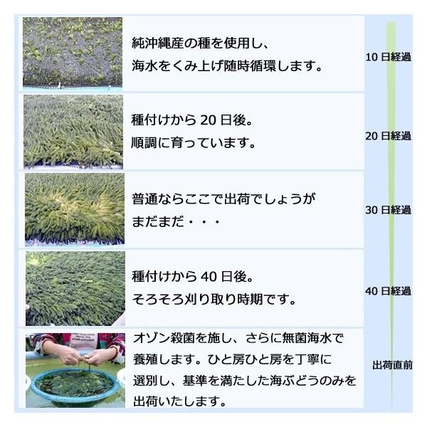 海ぶどう　沖縄　500g　特選品　活海ぶどう　宜野座村産 |  | 04