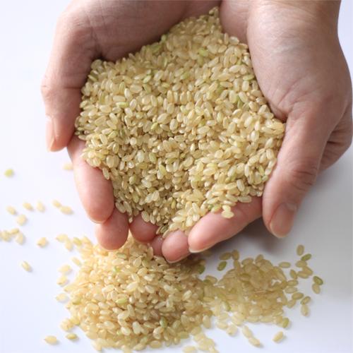 コシヒカリ 玄米 10kg 米 令和6年 新潟産 送料無料 お米 新潟県 コシヒカリ 玄米 10kg 米 令和6年 新潟産 送料無料 お米 新潟県