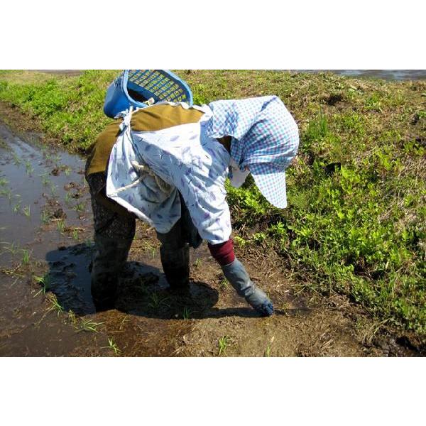 新米 玄米 5kg コシヒカリ 令和7年 新潟産 コシヒカリ 5kg 玄米 農家直送 コシヒカリデラックス玄米 新潟県産 お米 こしひかり ５キロ | コシヒカリ | 03