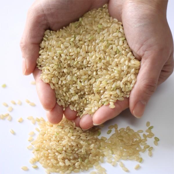 新米 玄米 5kg コシヒカリ 令和7年 新潟産 コシヒカリ 5kg 玄米 農家直送 コシヒカリデラックス玄米 新潟県産 お米 こしひかり ５キロ | コシヒカリ | 04