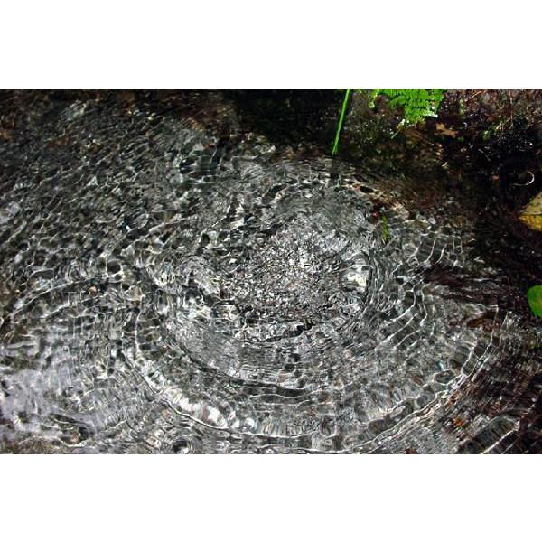 コシヒカリ 5分づき 米 令和7年 新潟産 こしひかり 5kg 胚芽米