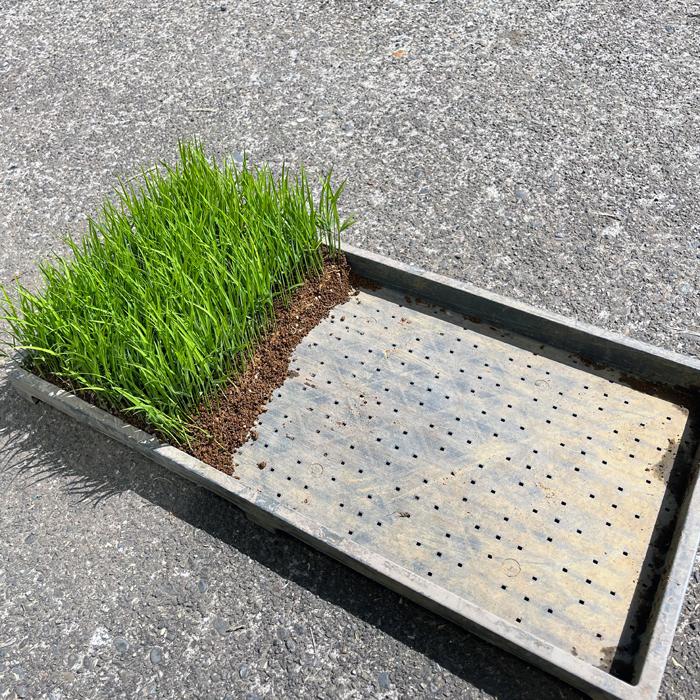 稲苗 ３分の１枚 稲の苗 1/3 田植え苗 バケツ苗 学校 稲作り苗 米作り 苗販売 少量苗 稲苗 少量（Yahoo!・コシヒカリの郷 小出農場）