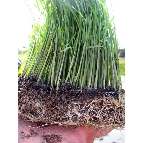 稲の苗 はれわたり　200枚 稲苗 3分の1枚 稲の苗 1/3 田植え苗 バケツ苗 学校 稲作り苗 米作り