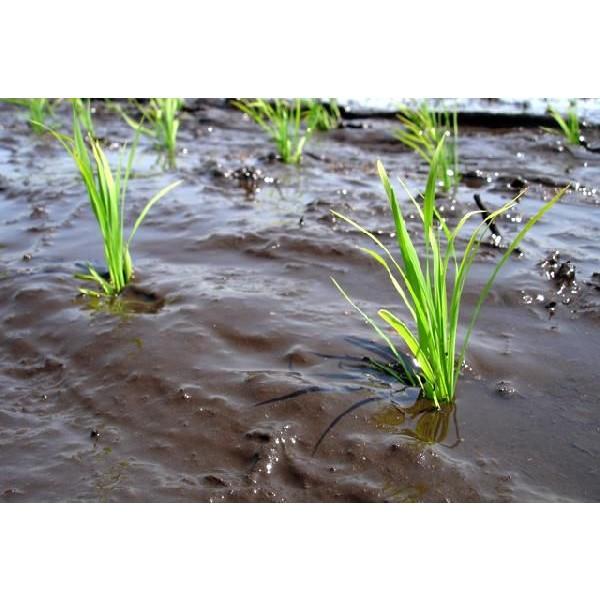 稲苗 3分の1枚 稲の苗 1/3 田植え苗 バケツ苗 学校 稲作り苗 米作り