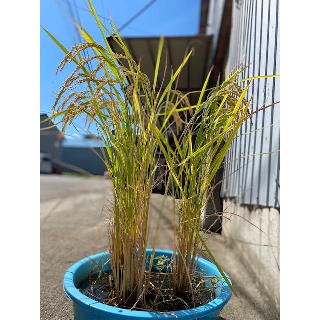 稲苗 3分の1枚 稲の苗 1/3 田植え苗 バケツ苗 学校 稲作り苗 米作り 