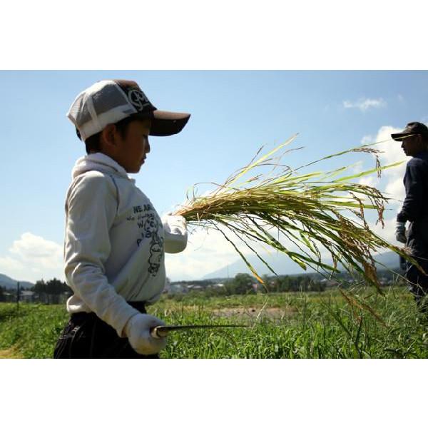 新米 5分づき 胚芽米 令和5年 新潟産 こしいぶき 5kg 胚芽米 ５キロ 分づき 精米 健康米 胚芽精米 米 5kg｜kosihikari｜04