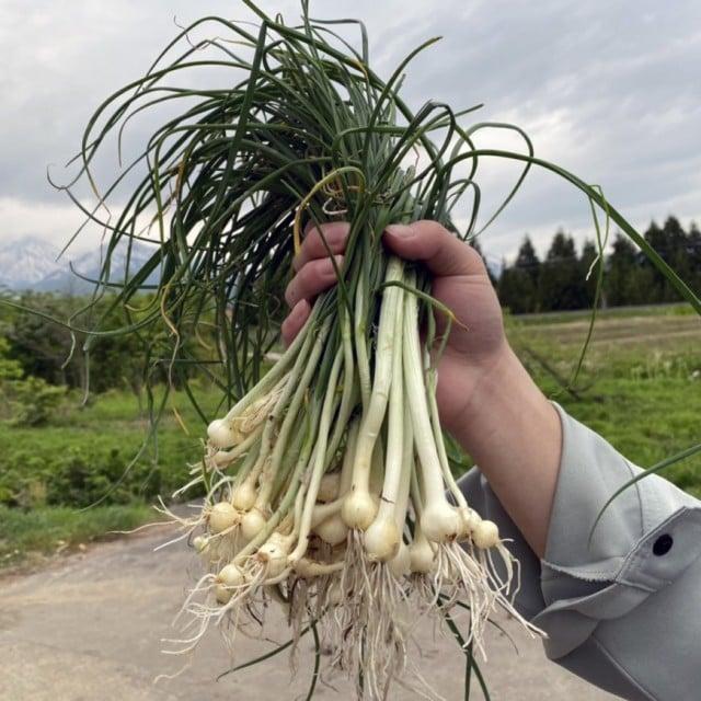 新潟産 ノビロ 500g 天然 ノビル 高原 妙高産 山菜 : コシヒカリの郷 小出農場 - 通販 - Yahoo!ショッピング