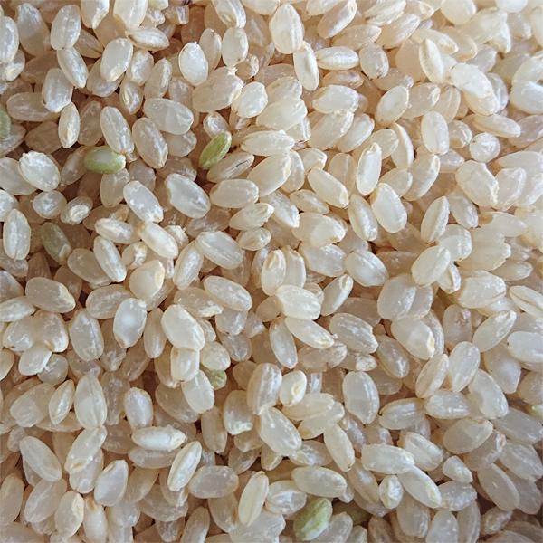 米 5分づき 令和6年 新潟県産 つきあかり 5kg 胚芽米 5キロ お