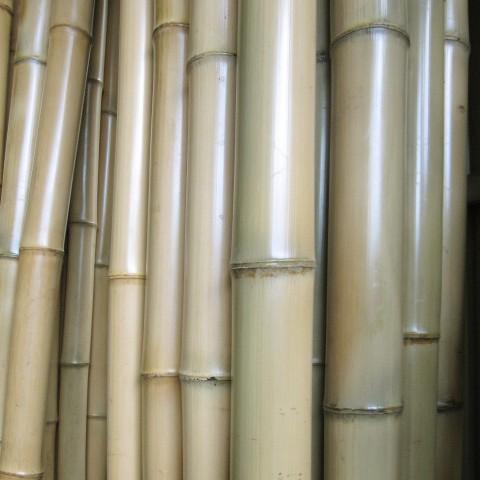 直材】あぶり晒竹（晒竹）直径6〜6.9cm 長さ1m 1本 : 越川竹材