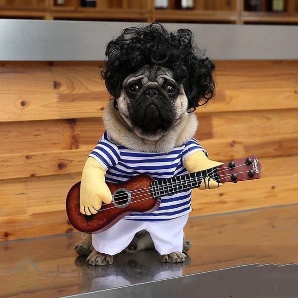 犬の服 猫の服 ハロウィンの仮装ギタリストが変な格好をしてギターの衣装を持つパグ犬がギャグでギターの服を弾く｜kostore｜05