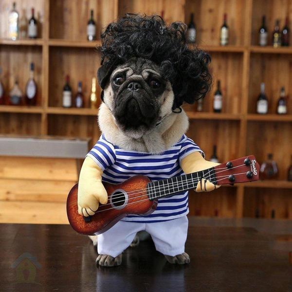 犬の服 猫の服 ハロウィンの仮装ギタリストが変な格好をしてギターの衣装を持つパグ犬がギャグでギターの服を弾く｜kostore｜09