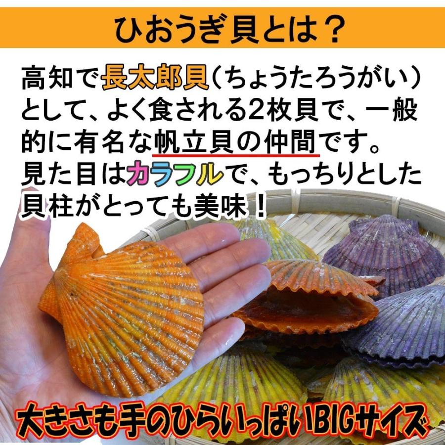 市場 ヒオウギ貝 長太郎貝 ギフト 10枚 冷凍便 緋扇貝 送料無料 愛媛県産