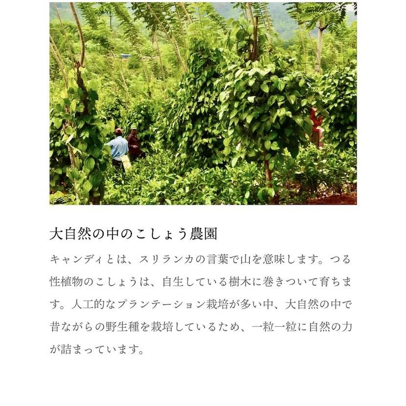 ミックスペッパーホール ラミジップ入り25ｇ マツコの知らない世界 シューイチ ラヴィット で紹介  こしょうのプロが選定最高級胡椒 当店の定番人気商品 |  | 09