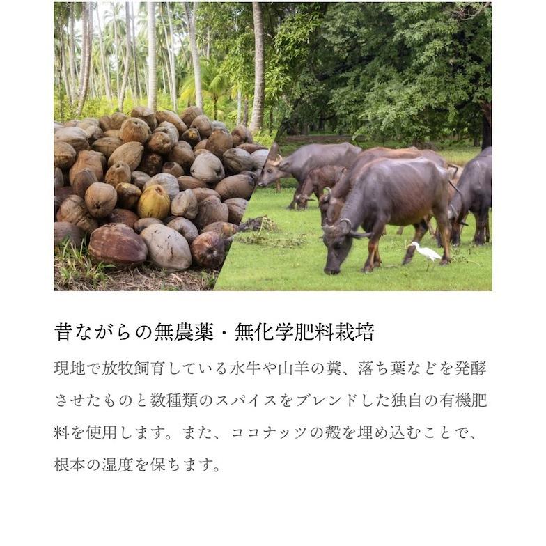 ミックスペッパーホール ラミジップ入り25ｇ マツコの知らない世界 シューイチ ラヴィット で紹介  こしょうのプロが選定最高級胡椒 当店の定番人気商品 |  | 10