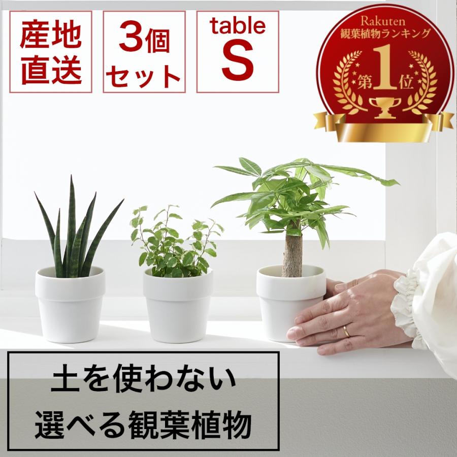 Sサイズ 選べる3個セット】土を使わない ミニ 観葉植物 小さい