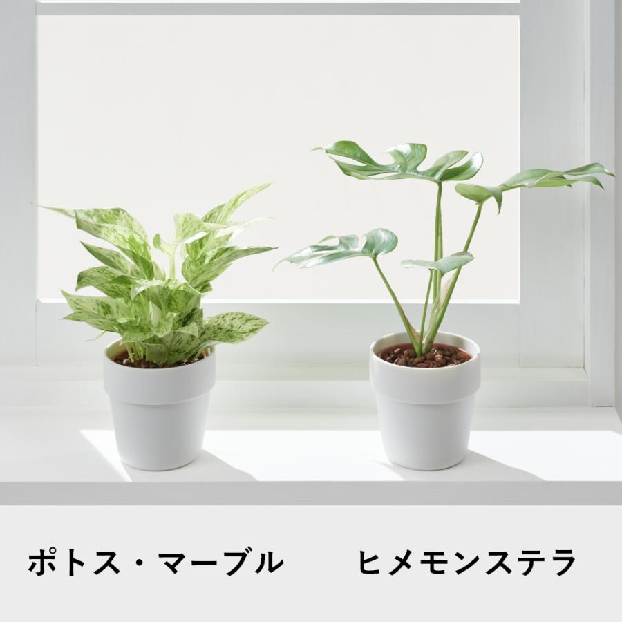 観葉植物 おしゃれ 鉢 陶器鉢 パキラ セット ハイドロカルチャー サンスベリア 引っ越し祝 新築祝 ミニ観葉植物 ポトス コテラ こてら 9cm ヤマツ｜kotera｜13