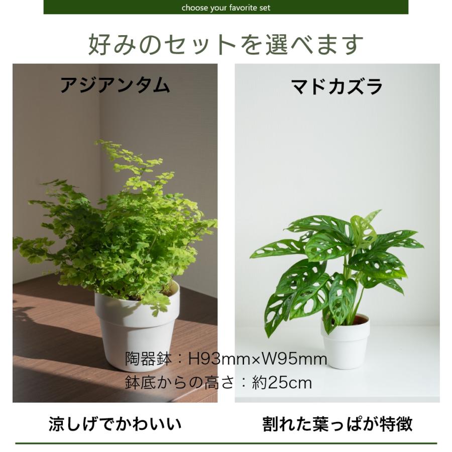 Mサイズ 選べる3個セット】土を使わない ミニ 観葉植物 小さい