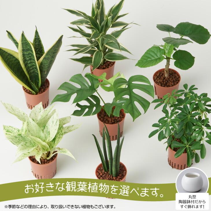 観葉植物 おしゃれ インテリア 鉢 おしゃれ セット 小さい 棚 ハイドロカルチャー 引っ越し祝 新築祝 北欧 ミニ観葉植物 コテラ こてら 9cm Ktr003m Koteraヤフー店 通販 Yahoo ショッピング