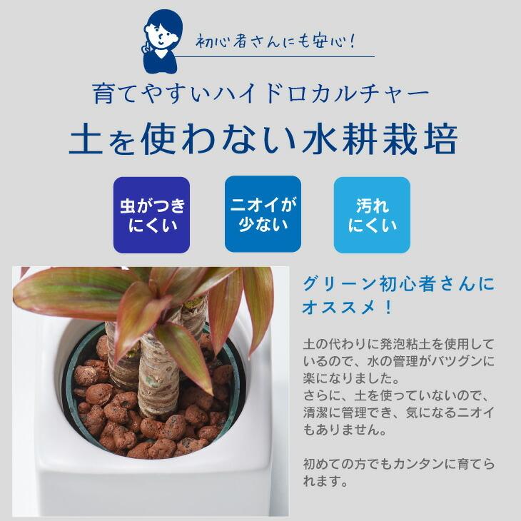 観葉植物 おしゃれ インテリア 鉢 おしゃれ セット 小さい 棚 ハイドロカルチャー 引っ越し祝 新築祝 北欧 ミニ観葉植物 コテラ こてら 9cm Ktr003m Koteraヤフー店 通販 Yahoo ショッピング