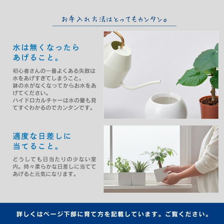 観葉植物 おしゃれ インテリア 鉢 おしゃれ セット 小さい 棚 ハイドロカルチャー 引っ越し祝 新築祝 北欧 ミニ観葉植物 コテラ こてら 9cm Ktr003m Koteraヤフー店 通販 Yahoo ショッピング