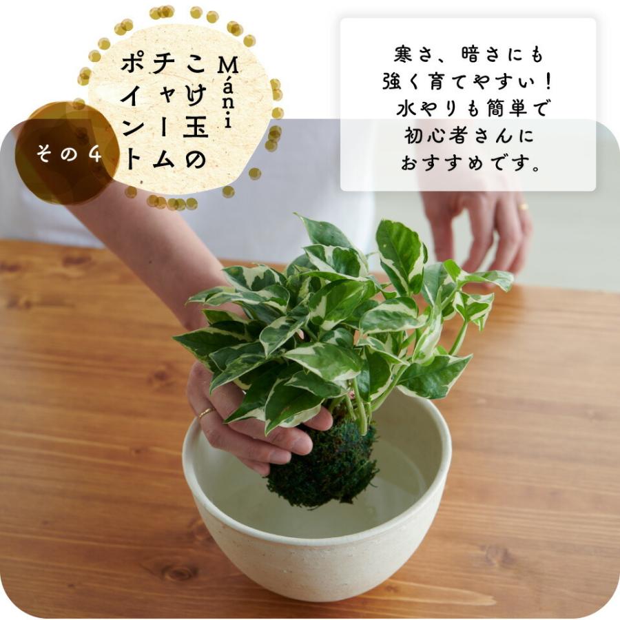 観葉植物 小さい 鉢 おしゃれ ハンギング ポトス グローバルグリーン エンジョイ 苔玉 ミニ コケ玉 Mani 棚 北欧 インテリア 開店祝 新築祝 引っ越し祝 コテラ Ktr003sh Koteraヤフー店 通販 Yahoo ショッピング