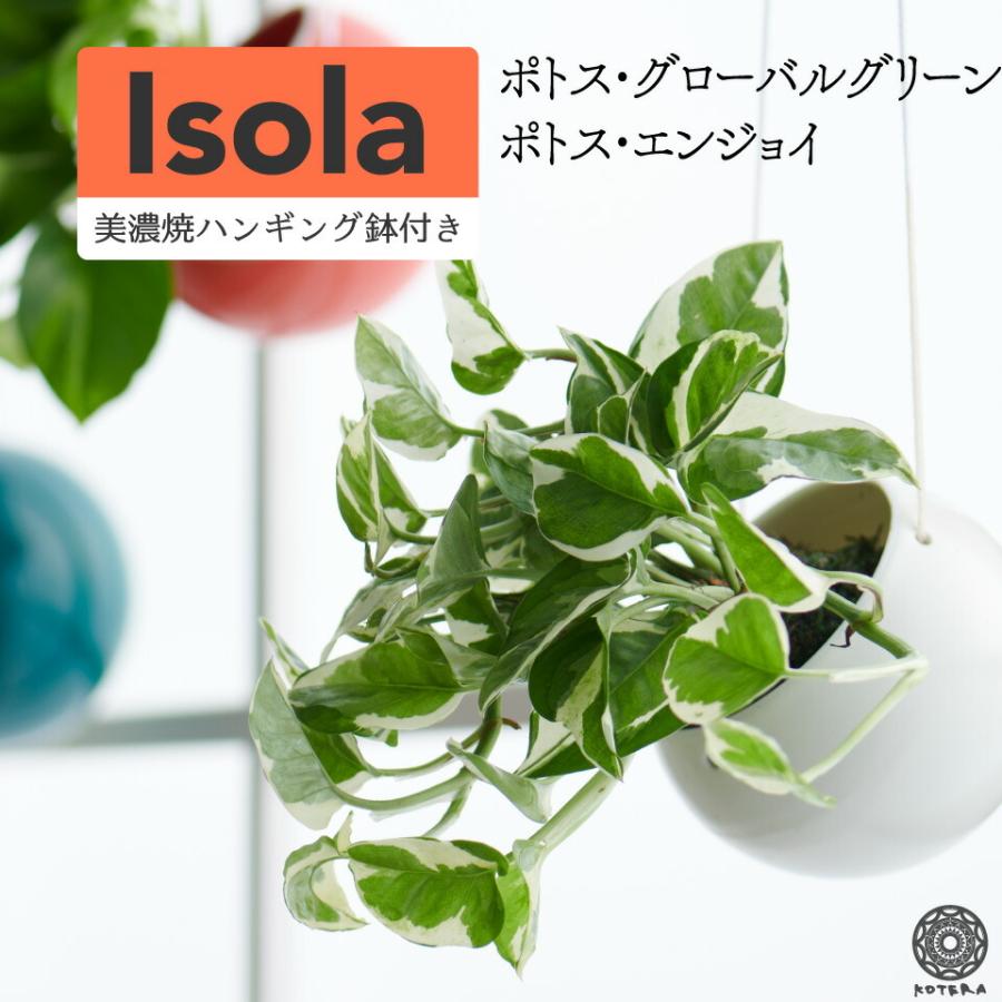観葉植物 小さい 吊り下げ 鉢 おしゃれ ハンギング ポトス 苔玉 ミニ コケ玉 セット カバー Isola 北欧 インテリア 開店祝 新築祝 引っ越し祝 コテラ Ktr005isl Koteraヤフー店 通販 Yahoo ショッピング