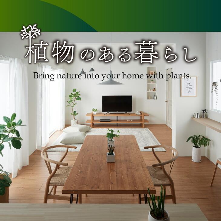 67 Off 観葉植物 小さい 吊り下げ 鉢 おしゃれ ハンギング ポトス 苔玉 ミニ コケ玉 こけだま Saari 棚 北欧 開店祝 新築祝 引っ越し祝 コテラ Wantannas Go Id