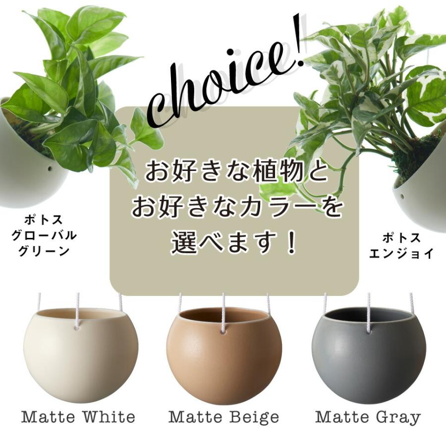 観葉植物 小さい 吊り下げ 鉢 おしゃれ ハンギング ポトス 苔玉 ミニ コケ玉 こけだま Saari 棚 北欧 開店祝 新築祝 引っ越し祝 コテラ Ktr005sar Koteraヤフー店 通販 Yahoo ショッピング