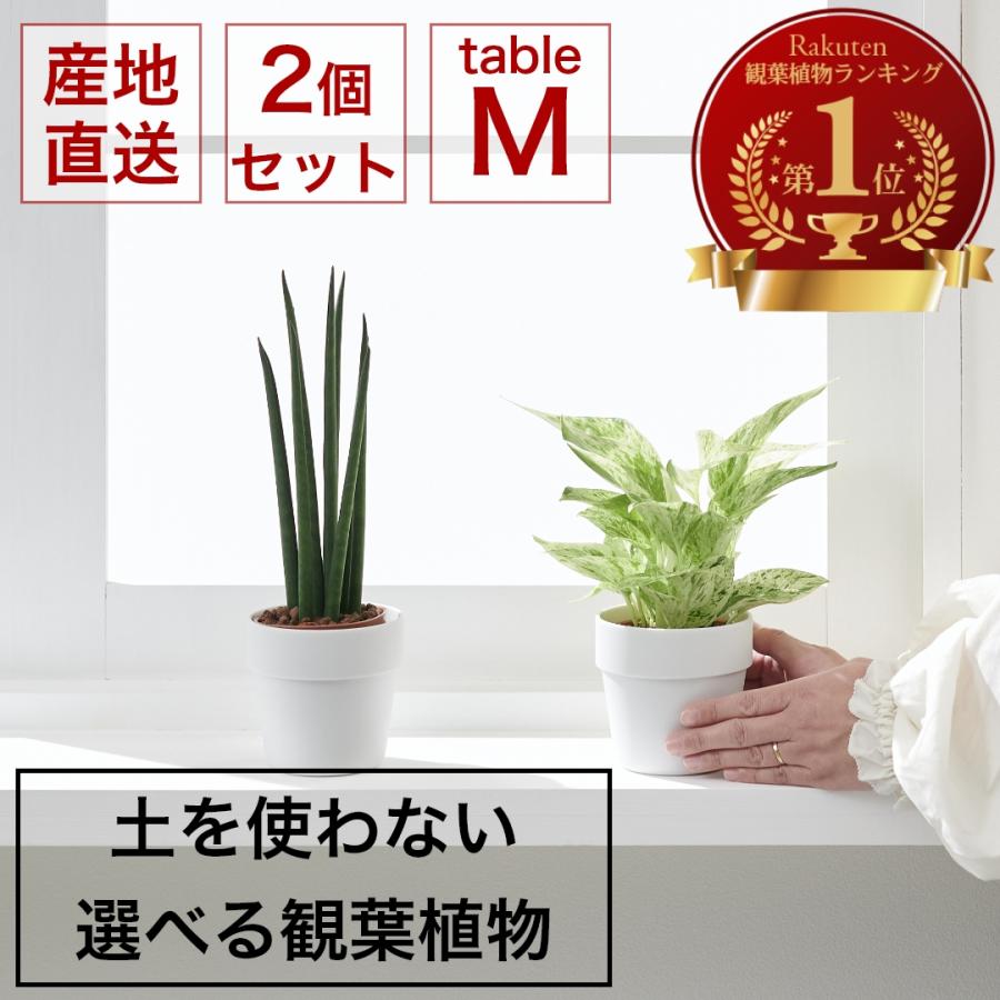 大型パキラとモンステラ2つ 大型パキラとモンステラ2つ